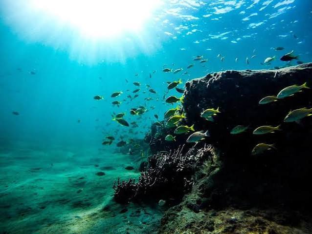 Explorar a Vida Marinha ao Longo da Costa