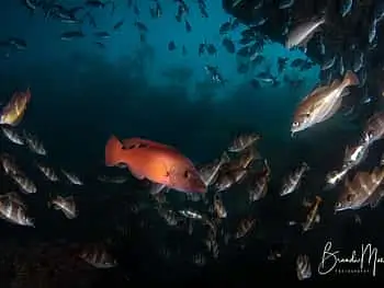 Double Scuba Dive on a Marine Reserve - 3