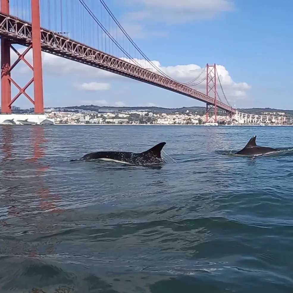 Dolphin Watching Tour With Marine Biologist - 4