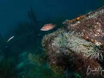 Double Scuba Dive from Lagos - 1