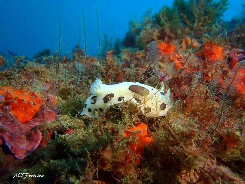 Double Scuba Dive from Lagos - 5