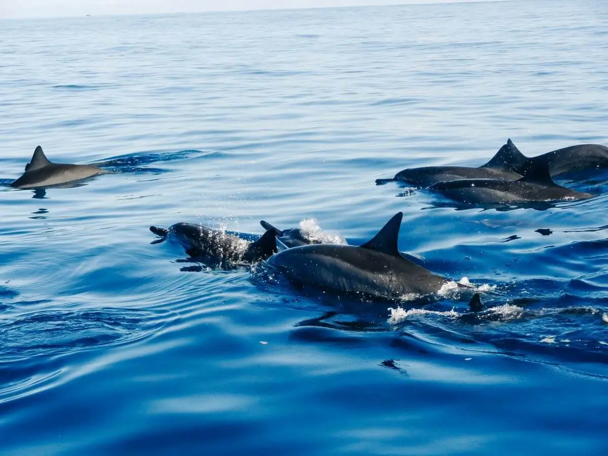 Dolphin Watching - 1