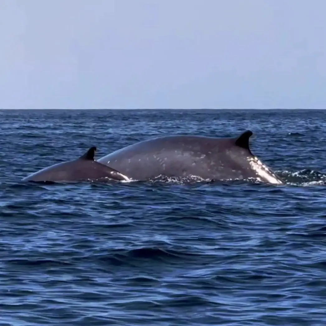 Dolphin Watching Tour With Marine Biologist - 8