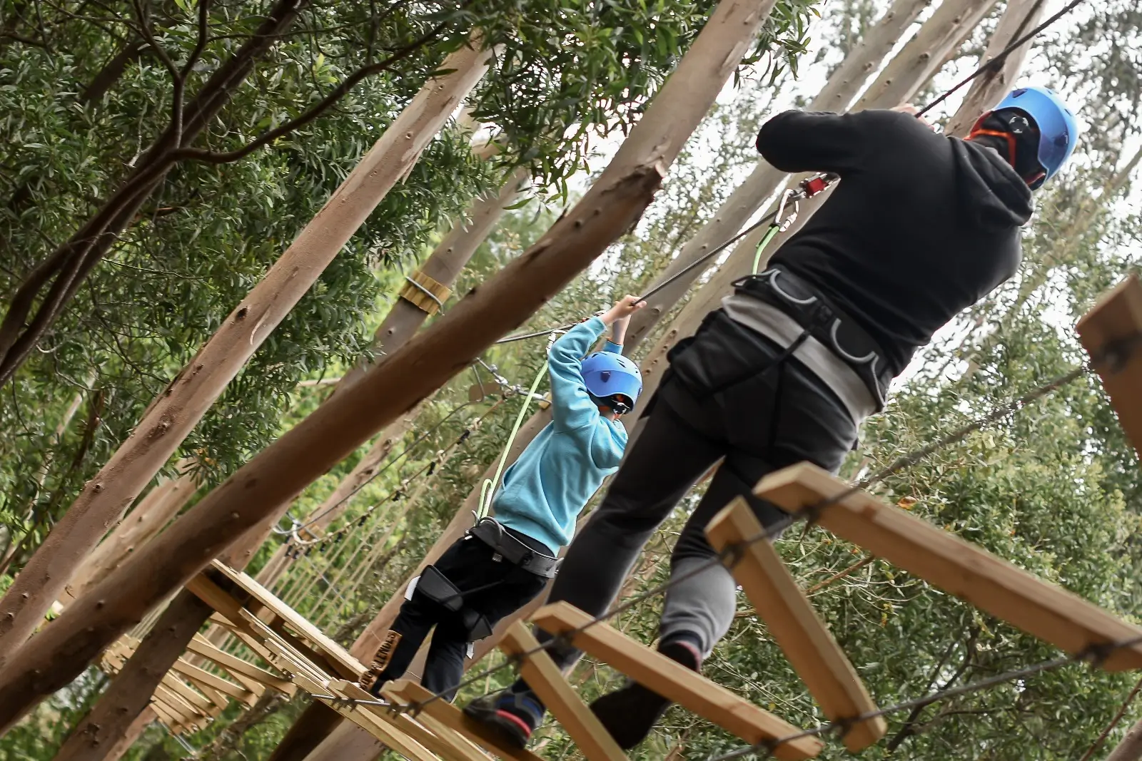 Tree Climbing - 2