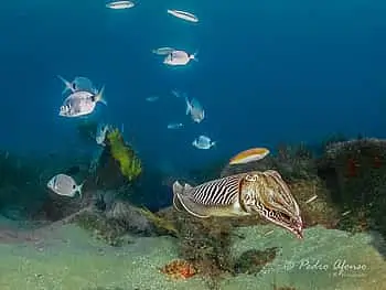 Double Scuba Dive on a Marine Reserve - 6