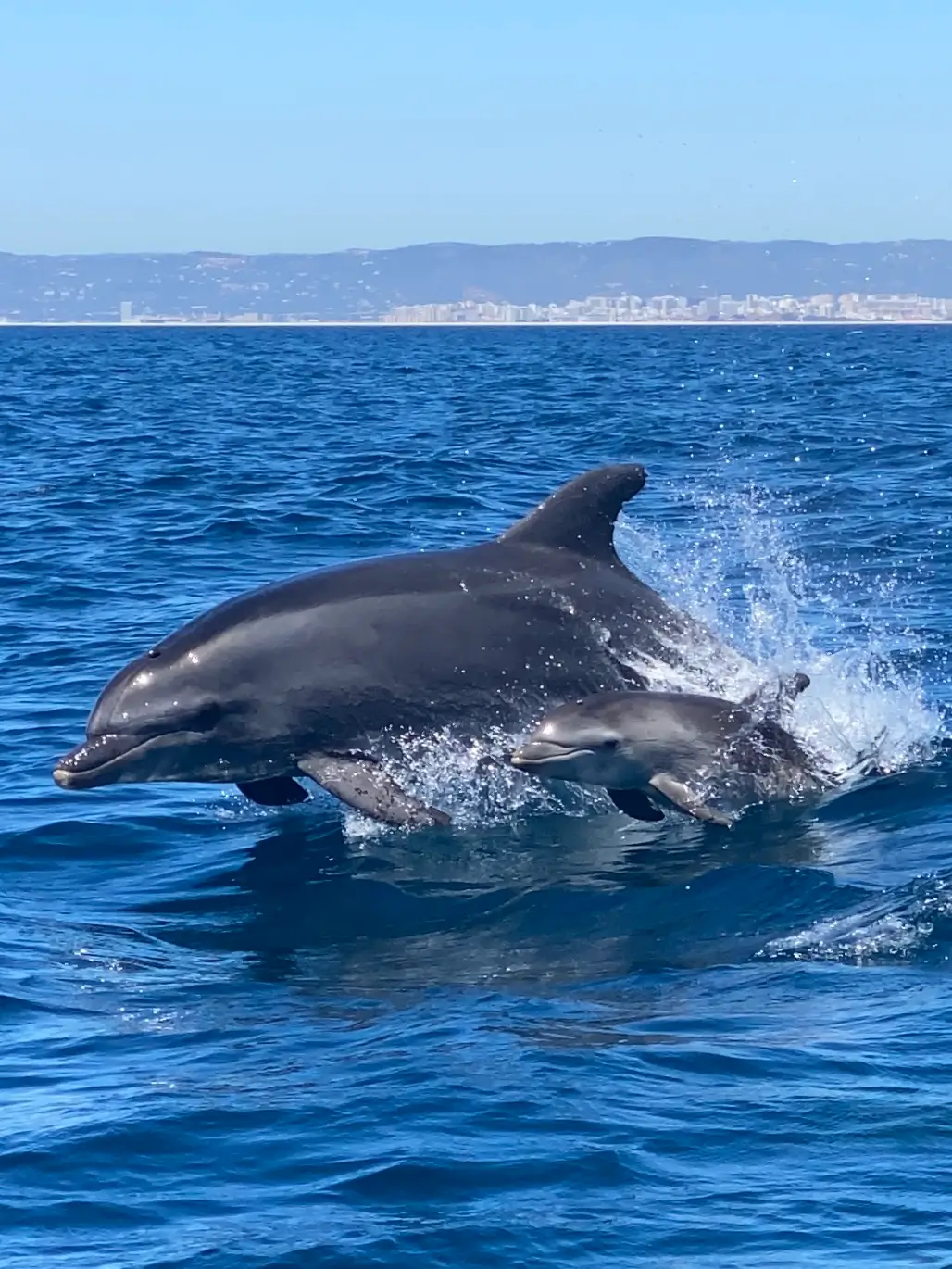 Dolphin Watching - 2