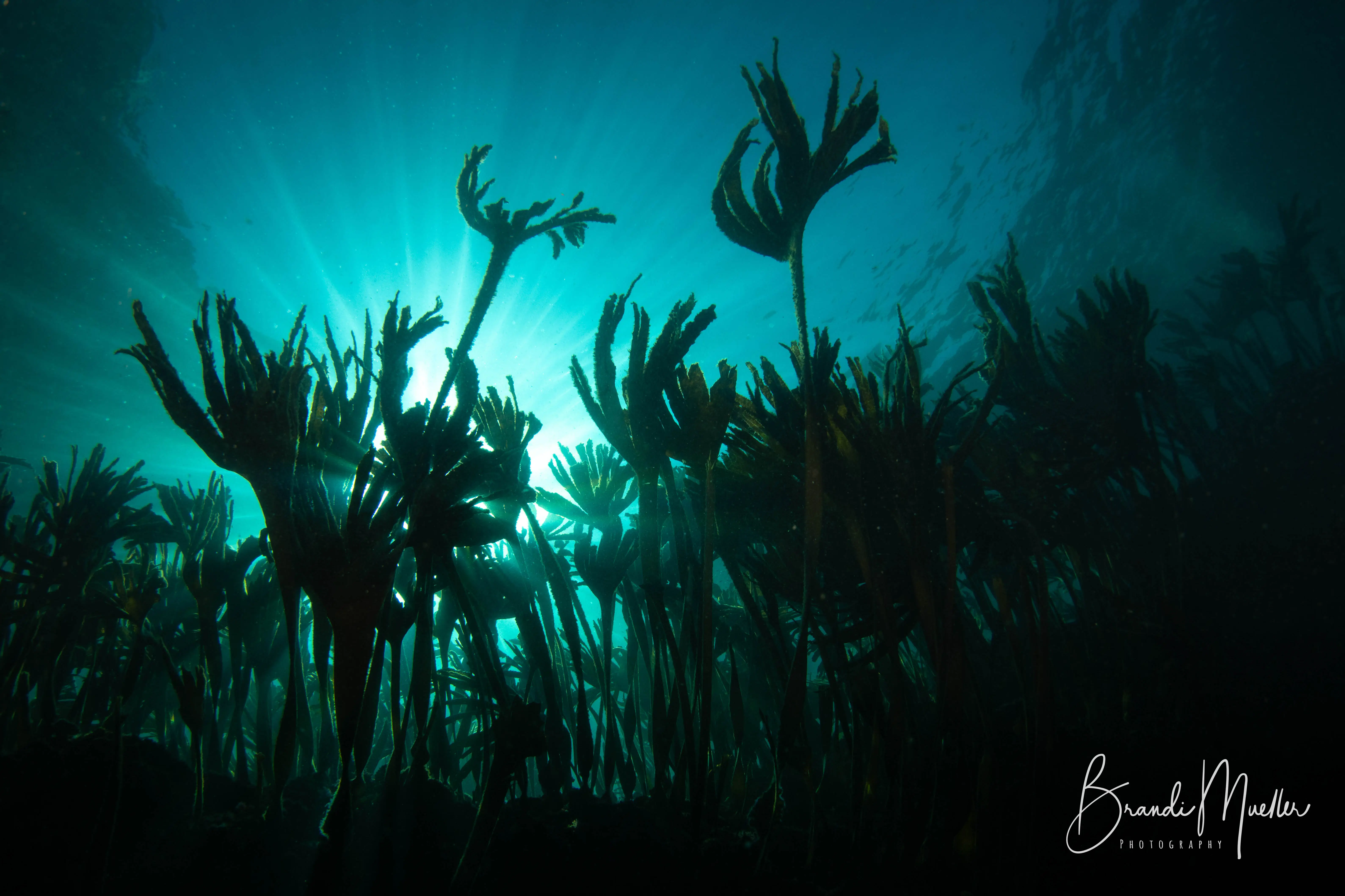 Double Scuba Dive from Porto - 7