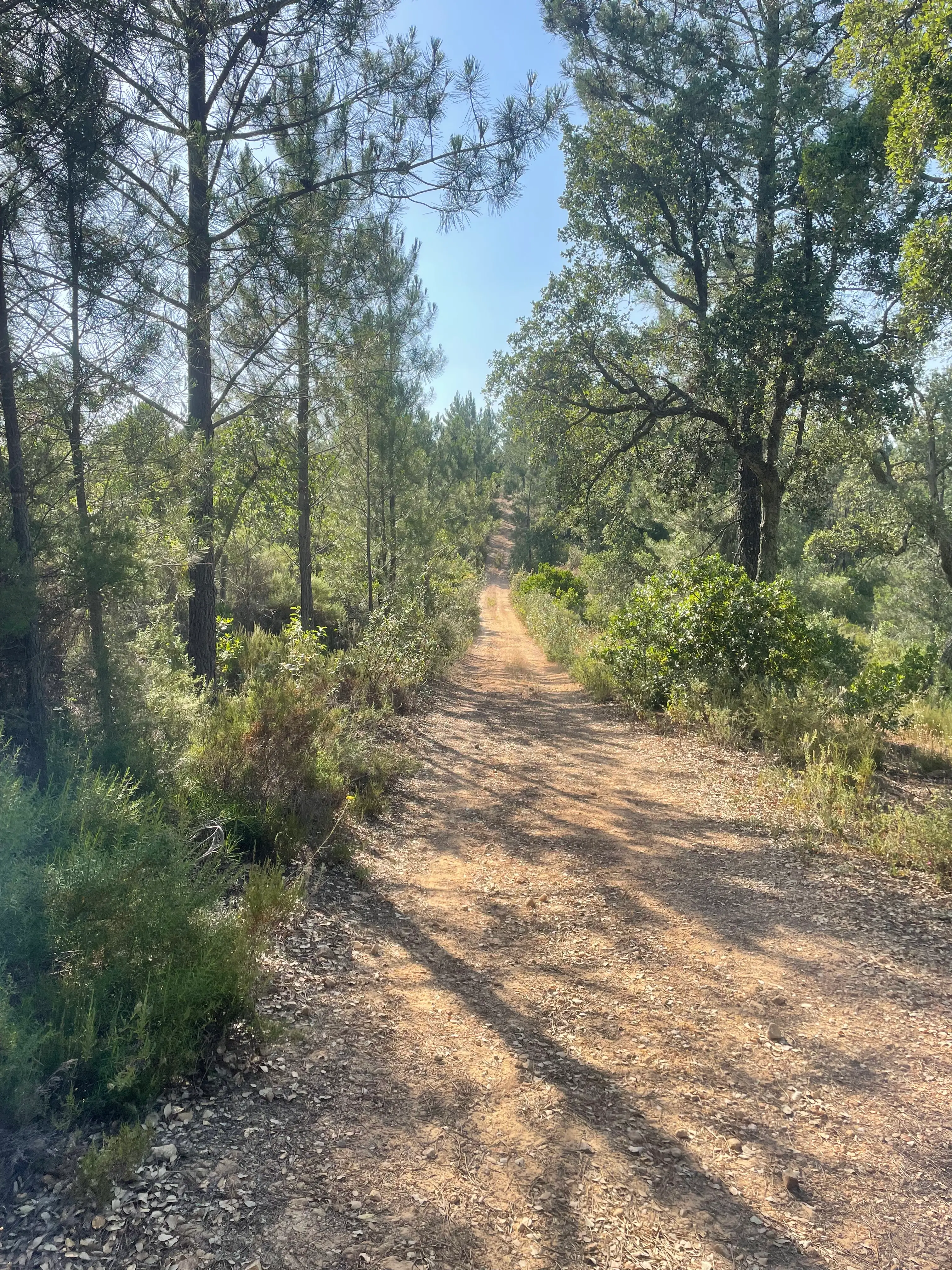 Montemor-o-Novo: Caminhada Guiada ao Megalítico dos Almendres - 4