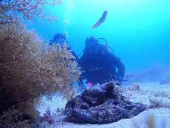image 4 - My first scuba Dive into the Ocean from Sesimbra