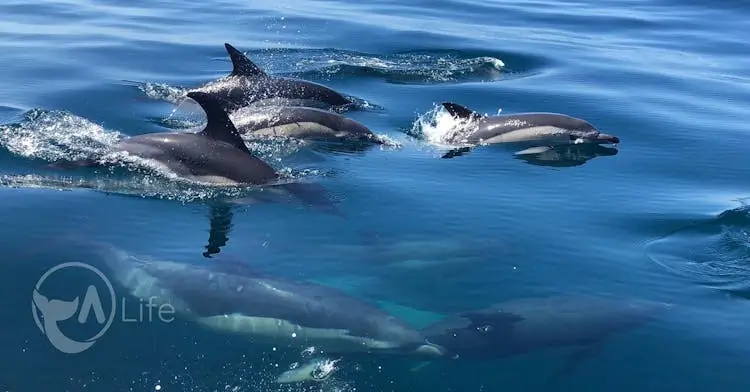 Dolphin Watching - 4