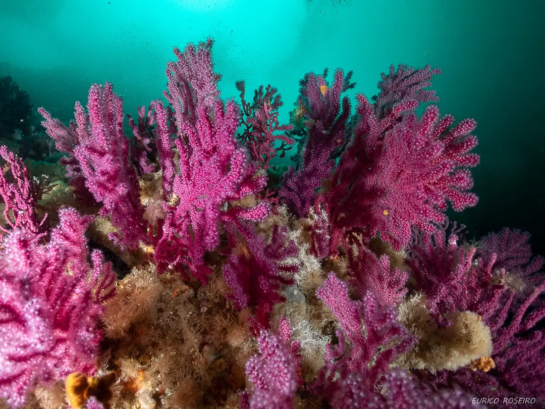 Double Scuba Dive from Peniche - 4