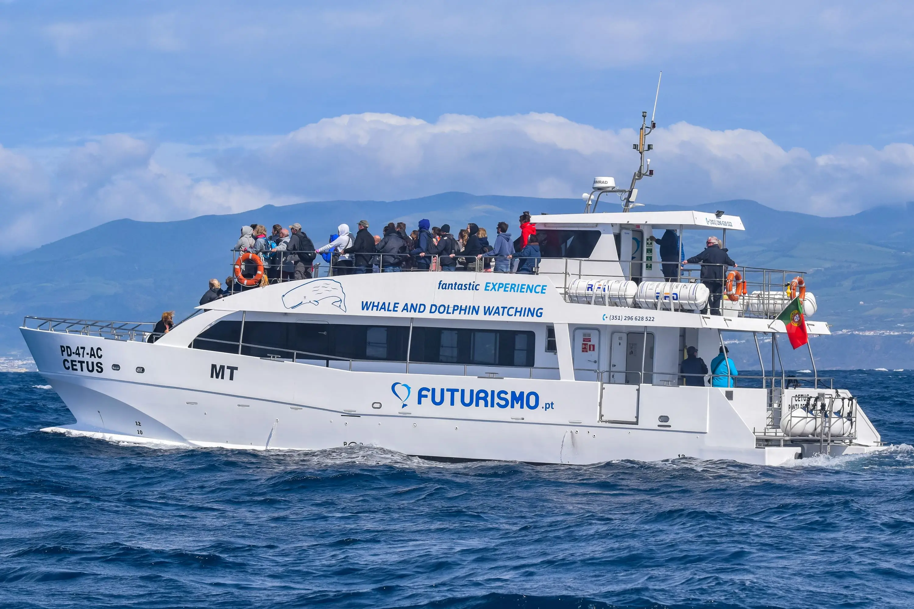 Whale and Dolphin Watching  Experience on a Catamaran - 3
