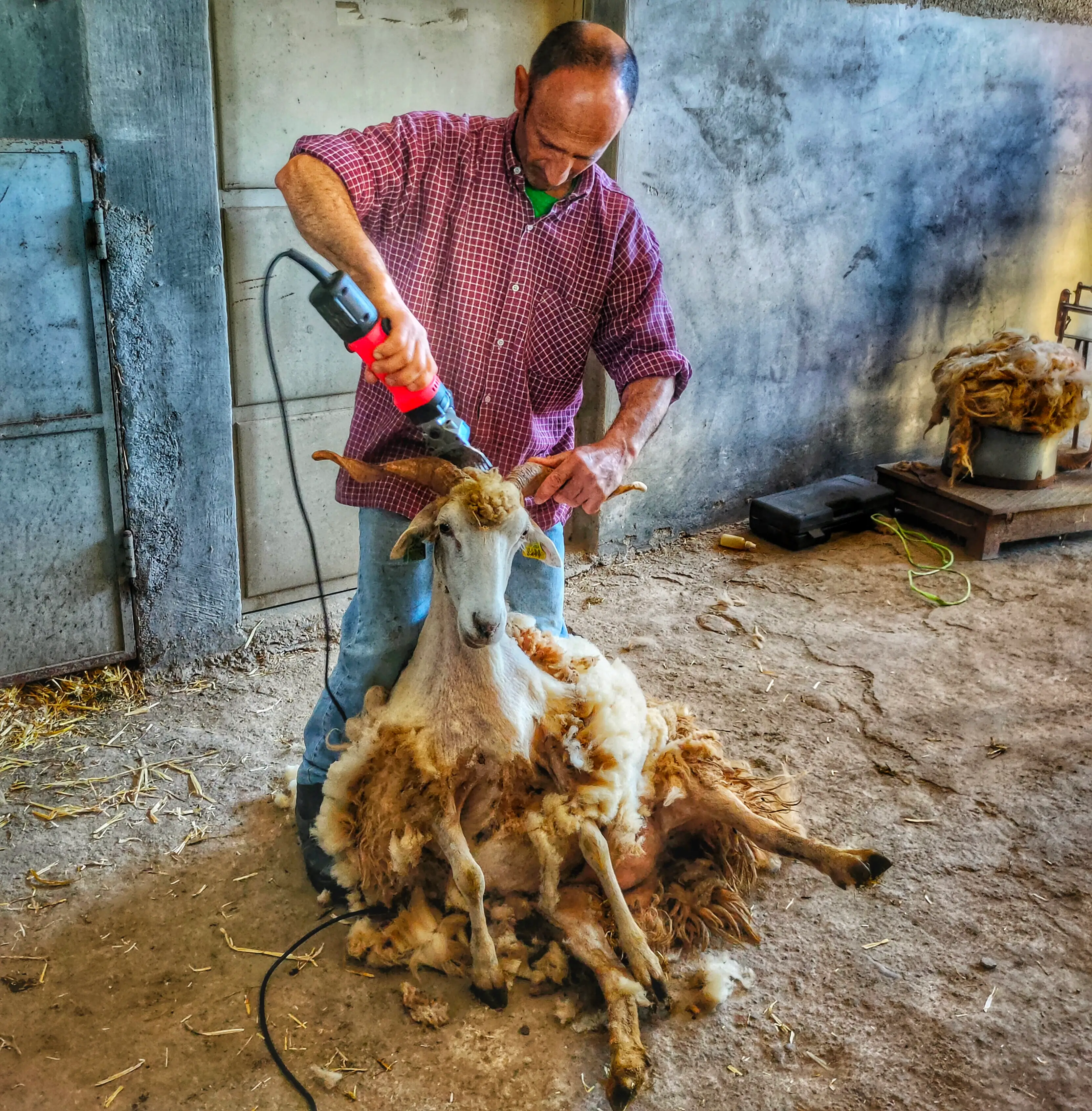 Be a Shepherd for a Day: Discover the Beauty of Rural Life - 7