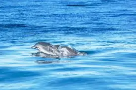 Dolphin Watching - 5