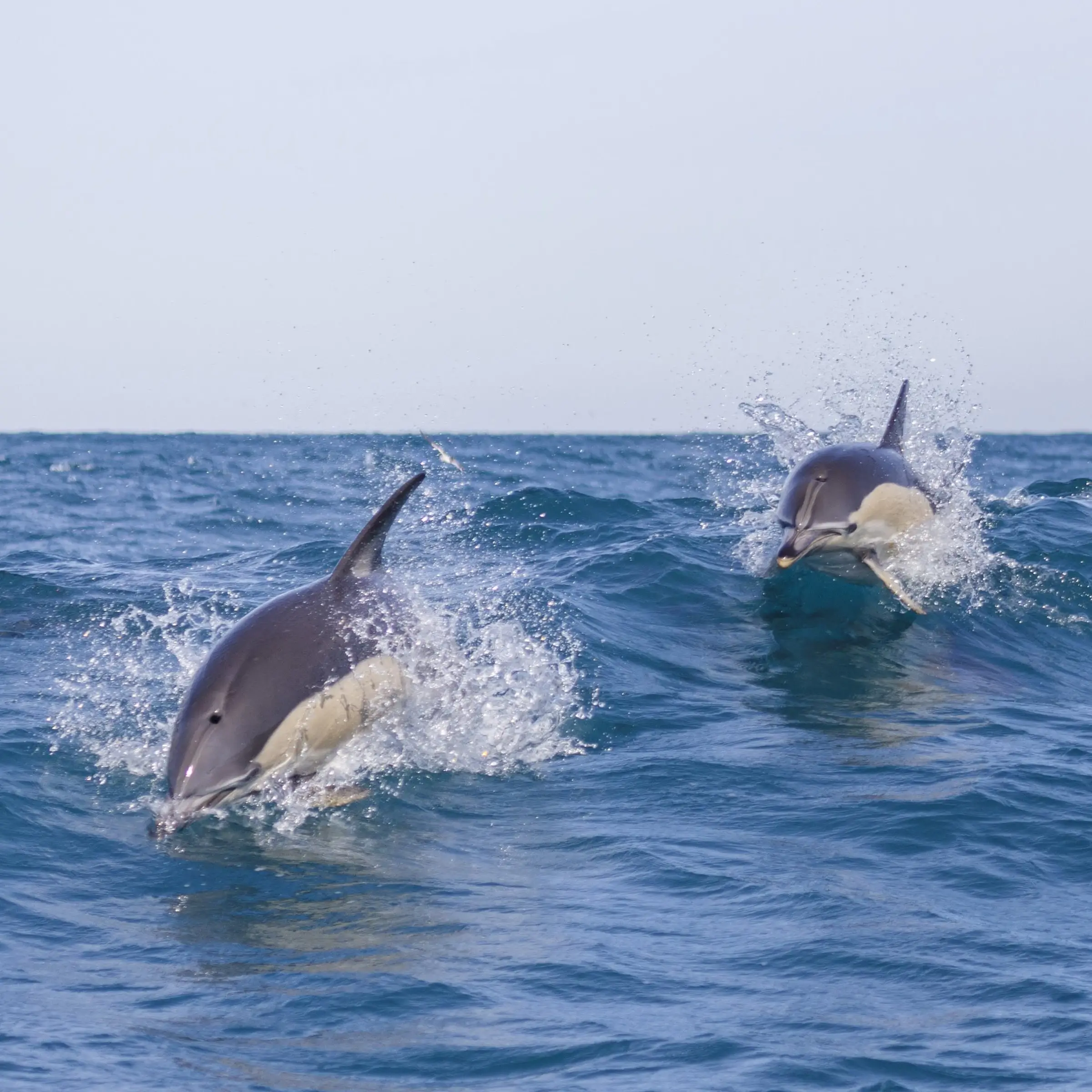 Dolphin Watching Tour With Marine Biologist - 2