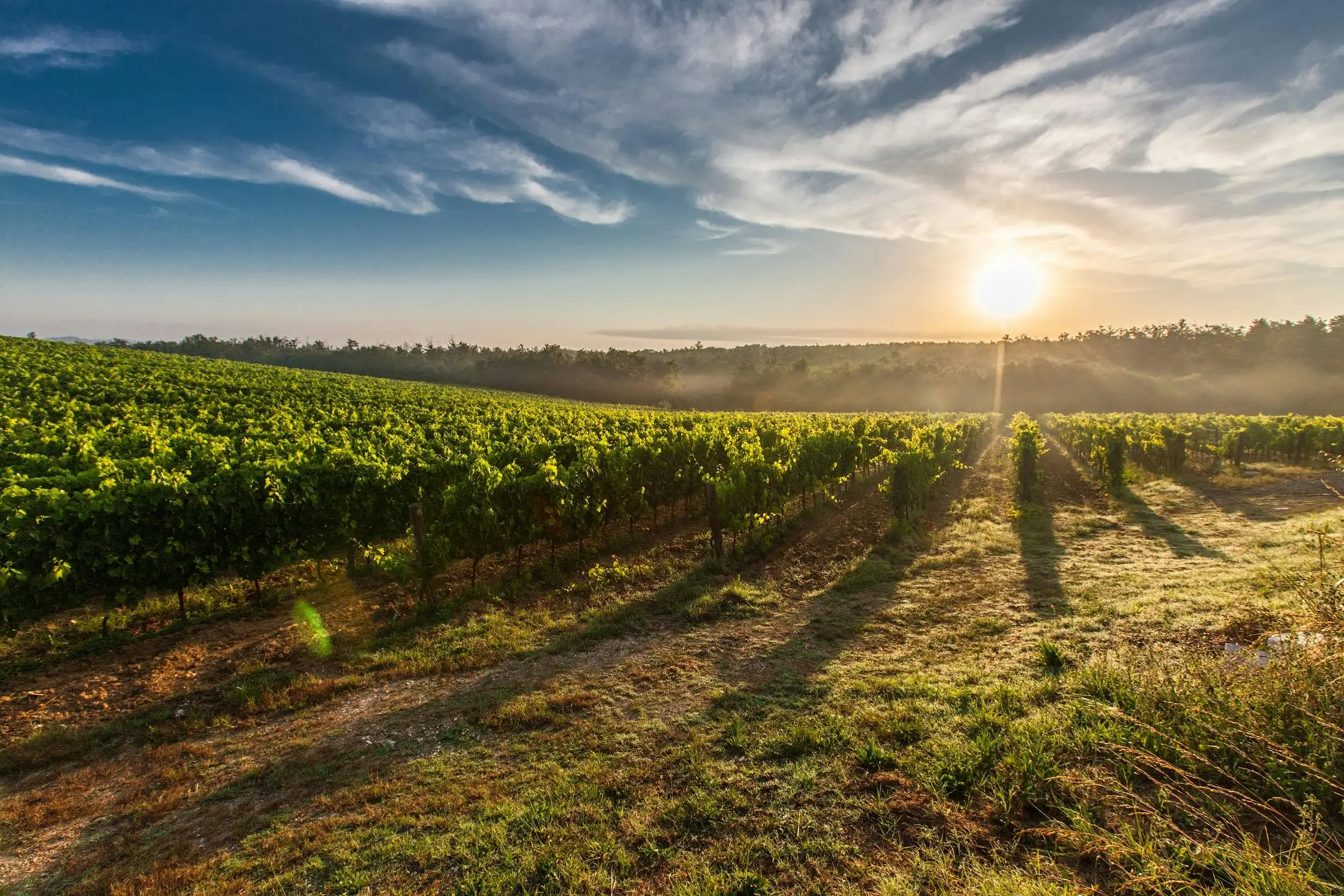 Private Full Day Setúbal and Arrábida Wine Tour with Lunch - All-inclusive - 5