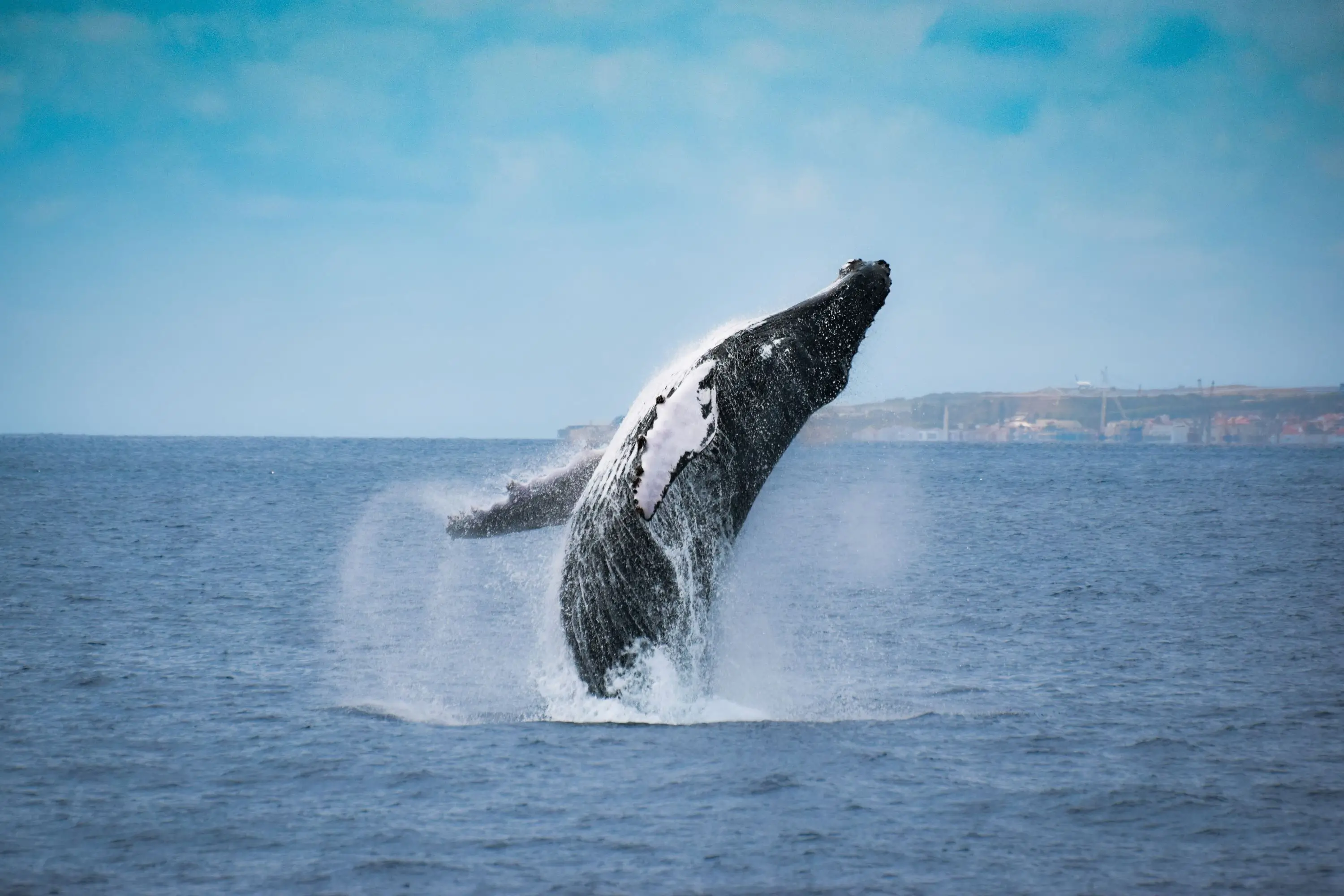 Whale and Dolphin Watching  Experience on a Catamaran - 1