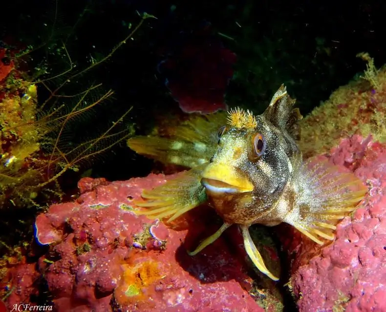 Become a Certified Open Water Diver - Your Underwater Adventure from Albufeira! - 6