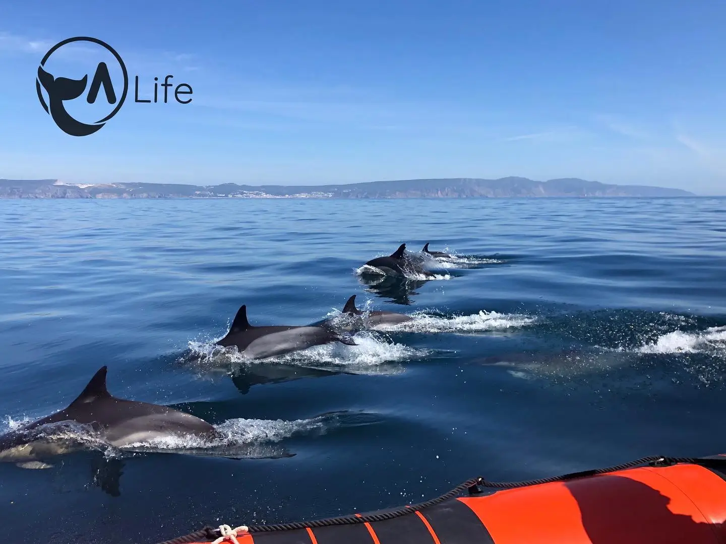 Dolphin Watching - 3
