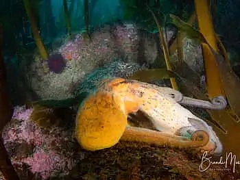 Double Scuba Dive on a Marine Reserve - 5