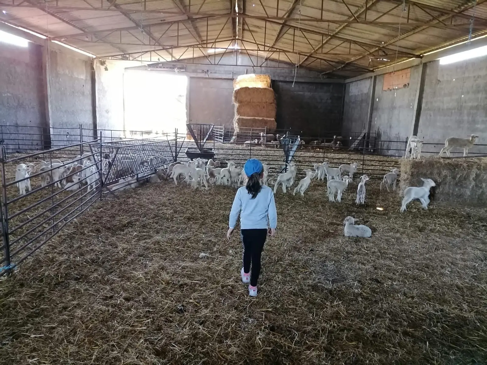 Be a Shepherd for a Day: Discover the Beauty of Rural Life - 3