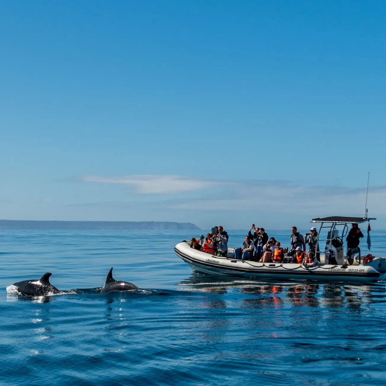 Dolphin Watching Tour With Marine Biologist - 1