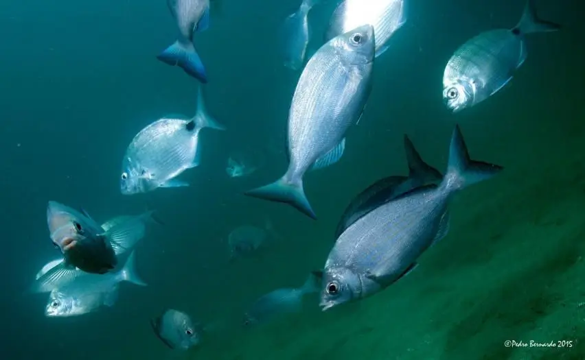 Double Scuba Dive from Lagos - 6