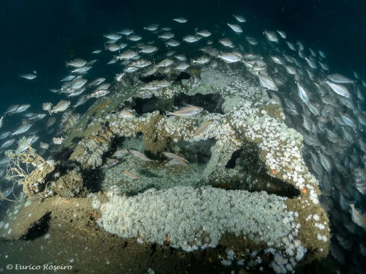 image 4 - Mergulho no U-boat 1277 - o mergulho mais emblemático de Portugal