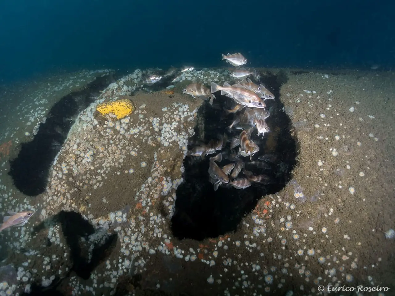 image 5 - Mergulho no U-boat 1277 - o mergulho mais emblemático de Portugal