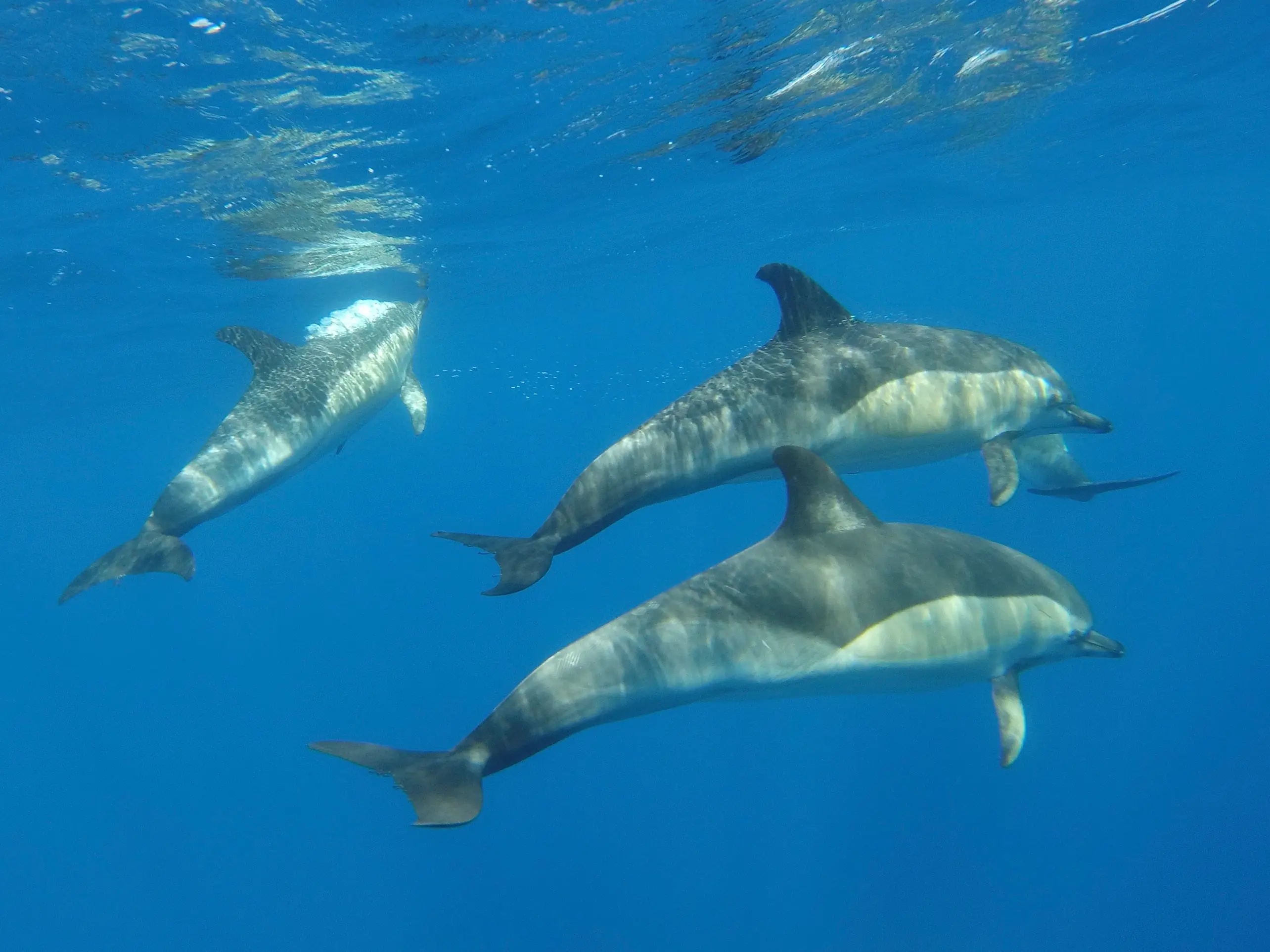 Dolphin Watching - 1