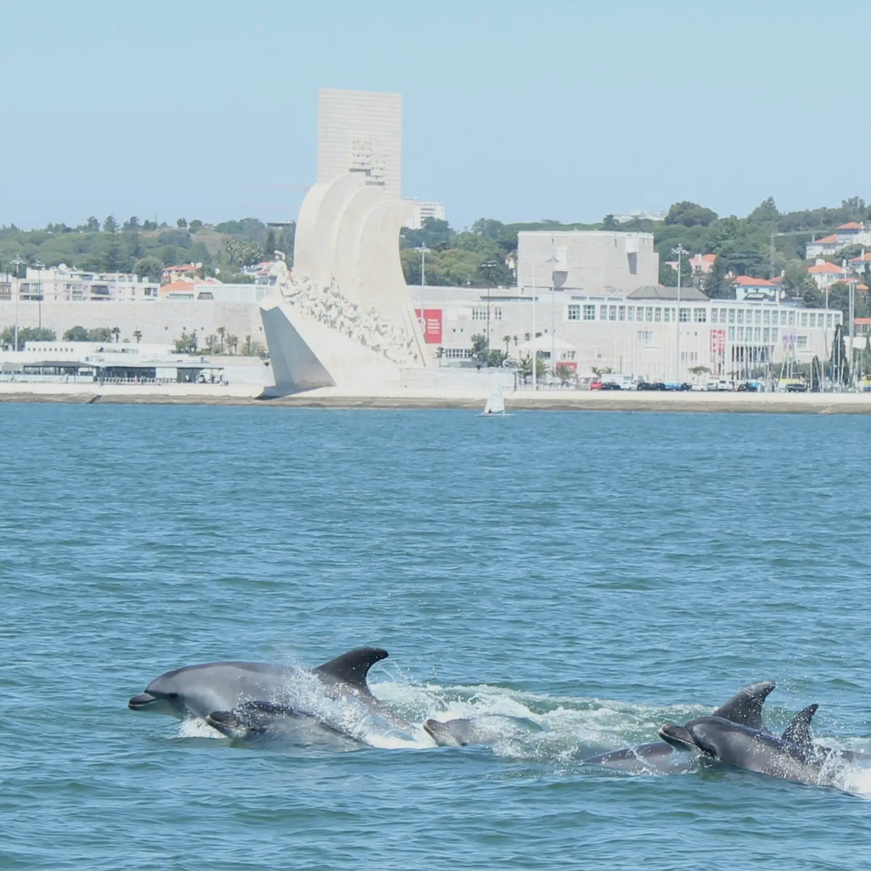 Dolphin Watching Tour With Marine Biologist - 5