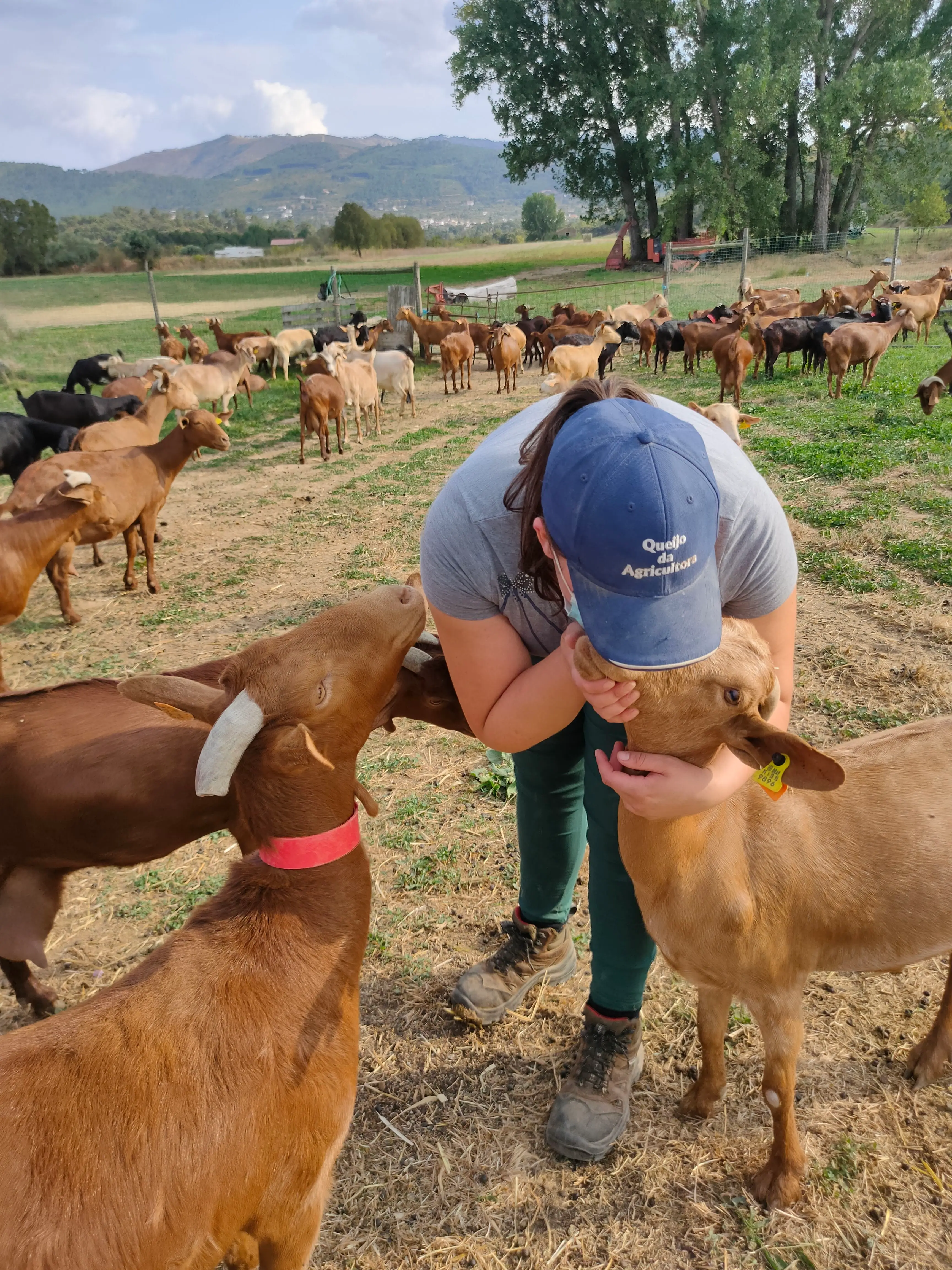 Be a Shepherd for a Day: Discover the Beauty of Rural Life - 4