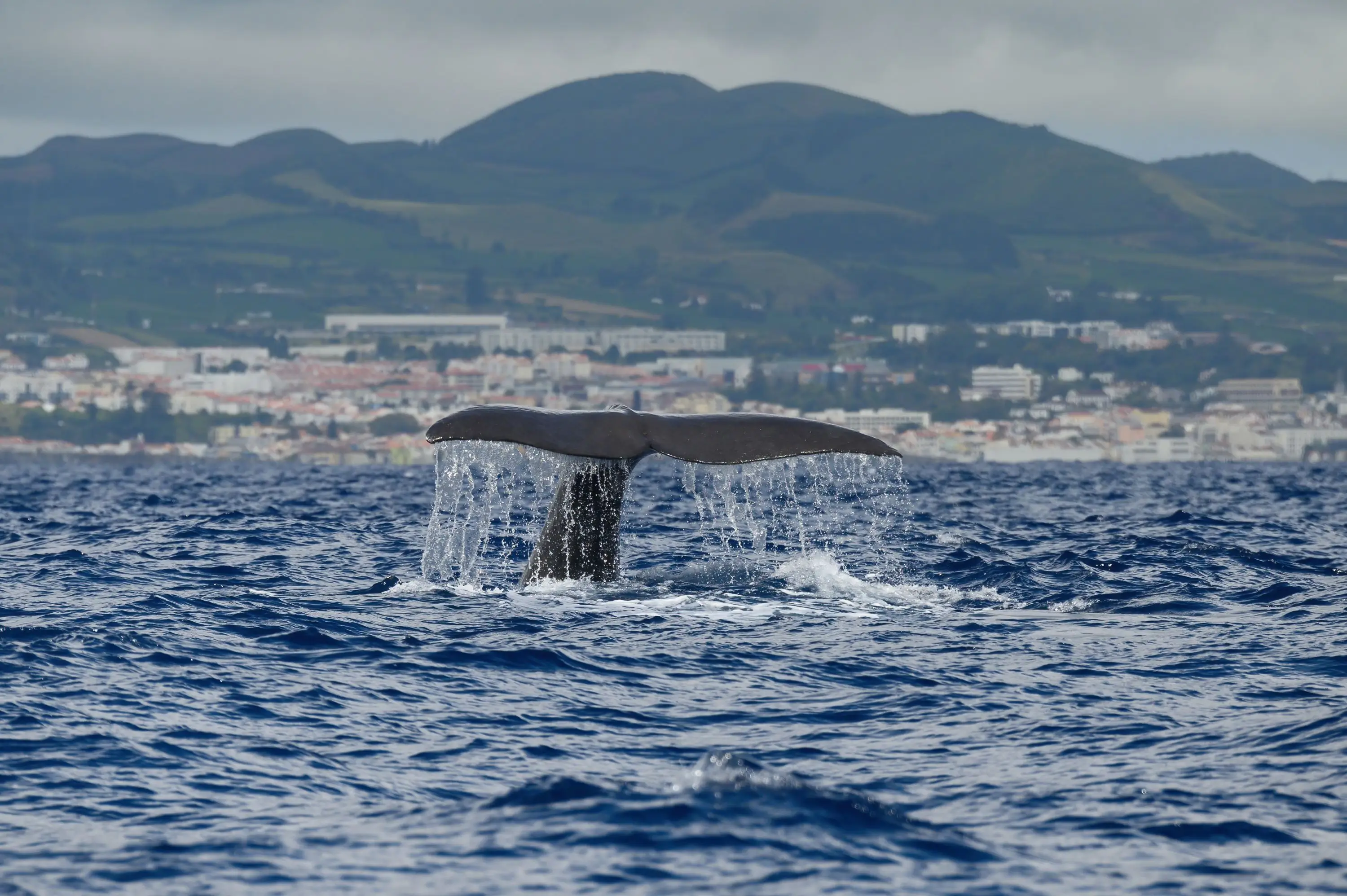 Whale and Dolphin Watching  Experience on a Catamaran - 4