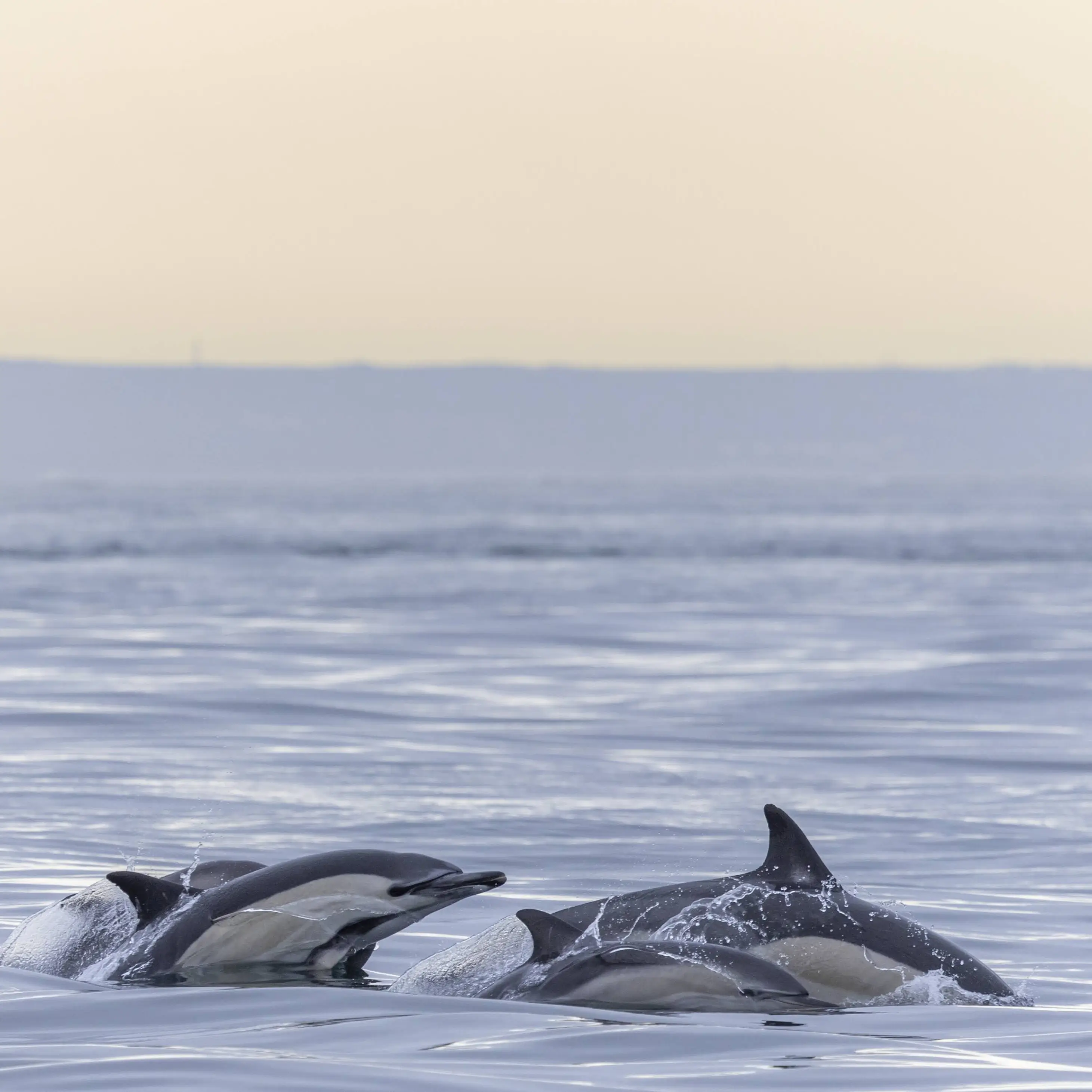 Dolphin Watching Tour With Marine Biologist - 6