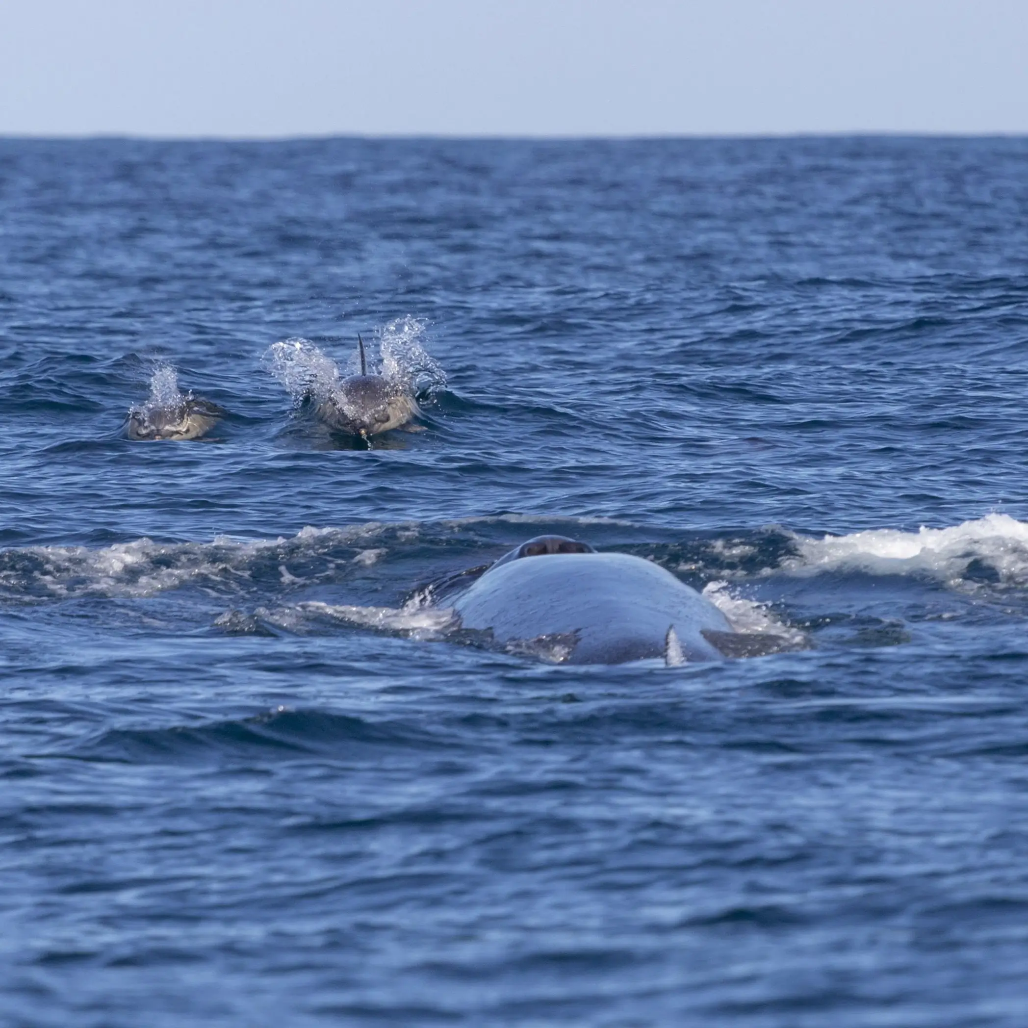 Dolphin Watching Tour With Marine Biologist - 7
