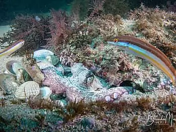 Double Scuba Dive on a Marine Reserve - 4