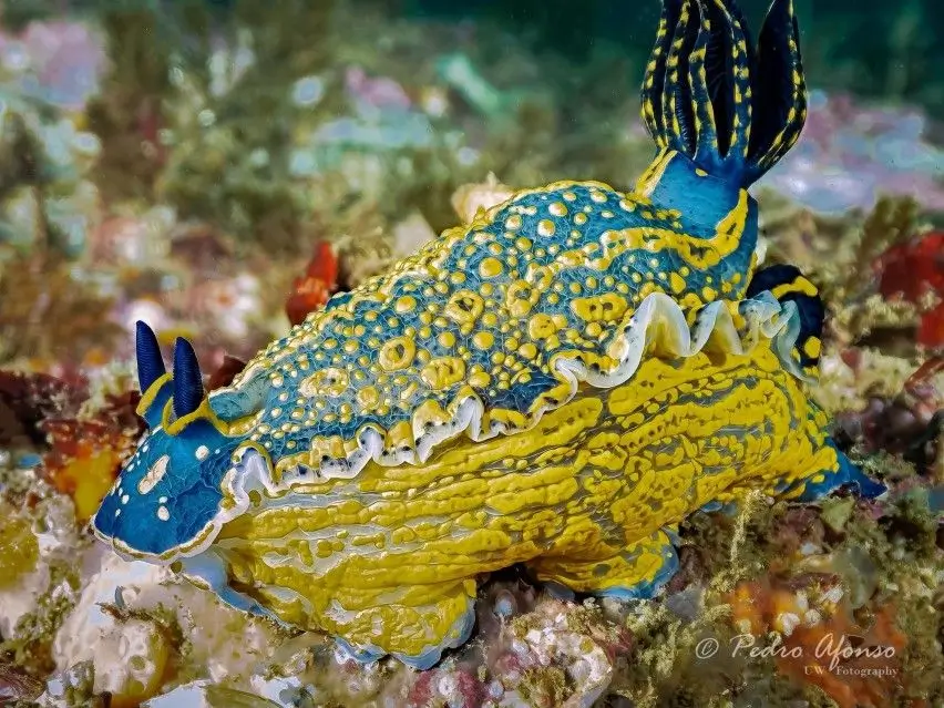 Double Scuba Dive from Lagos - 4