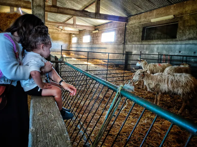 image 5 - Seja um pastor por um dia: descubra a beleza da vida rural.