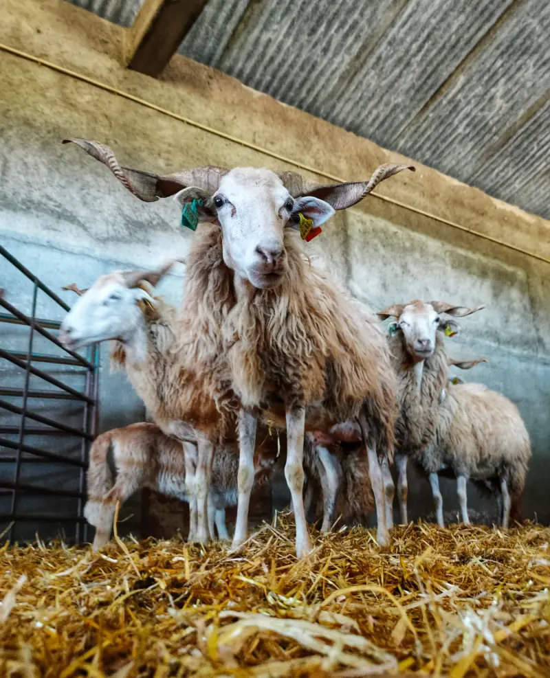 Seja um pastor por um dia: descubra a beleza da vida rural. - 2