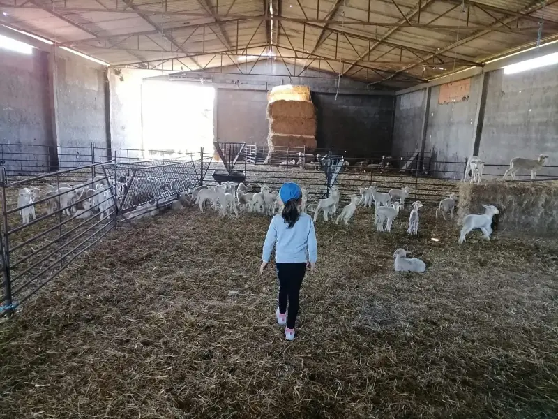 Seja um pastor por um dia: descubra a beleza da vida rural. - 3